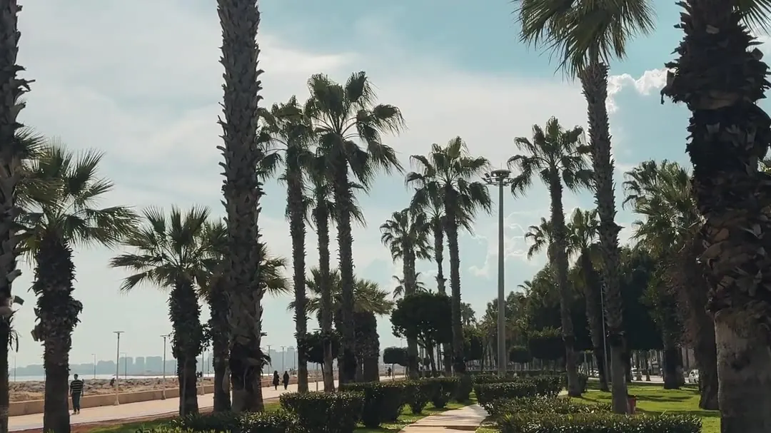 Allée bordée de palmiers au bord de l'océan au Maroc
